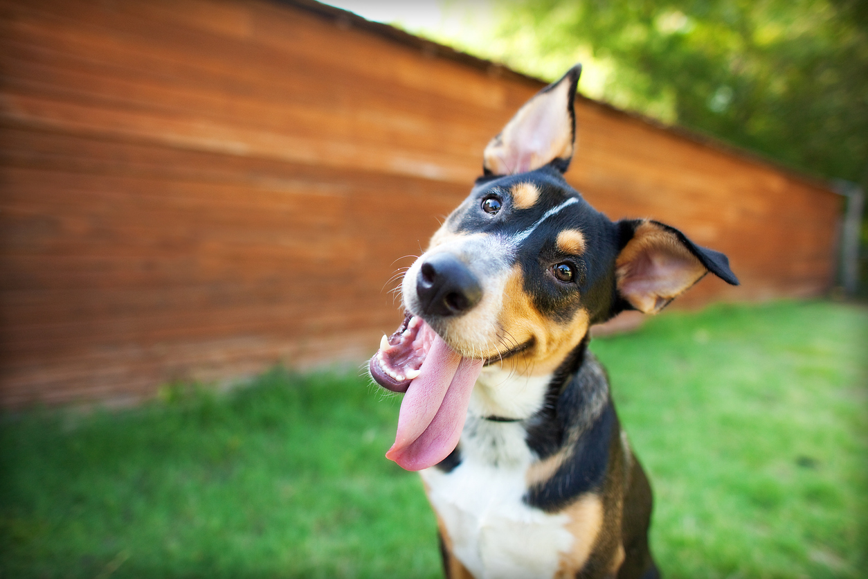 Dog tilting its head and standing outside in front of a fence.
