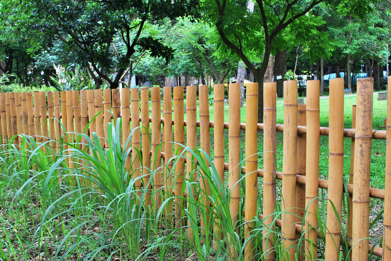 Bushy plants bordered by a bamboo fence.