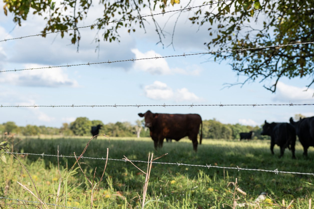 A four strand barbed wire fence with cattle, pasture and a partly cloudy blue sky in the background.
